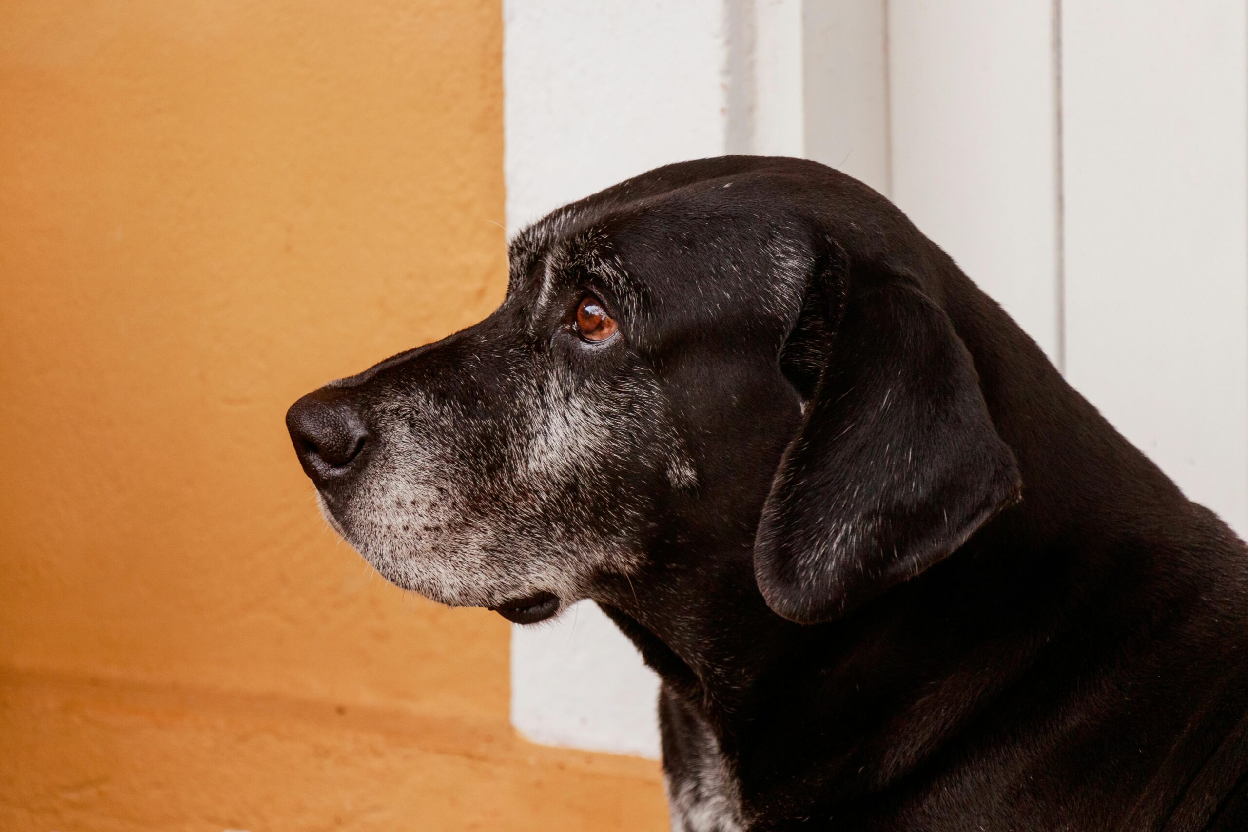 Ein Alter schwarzer Hund mit grauer Schnauze
