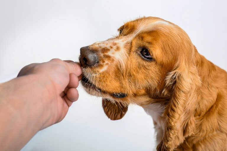 Hund frisst etwas aus der Hand eines Menschen