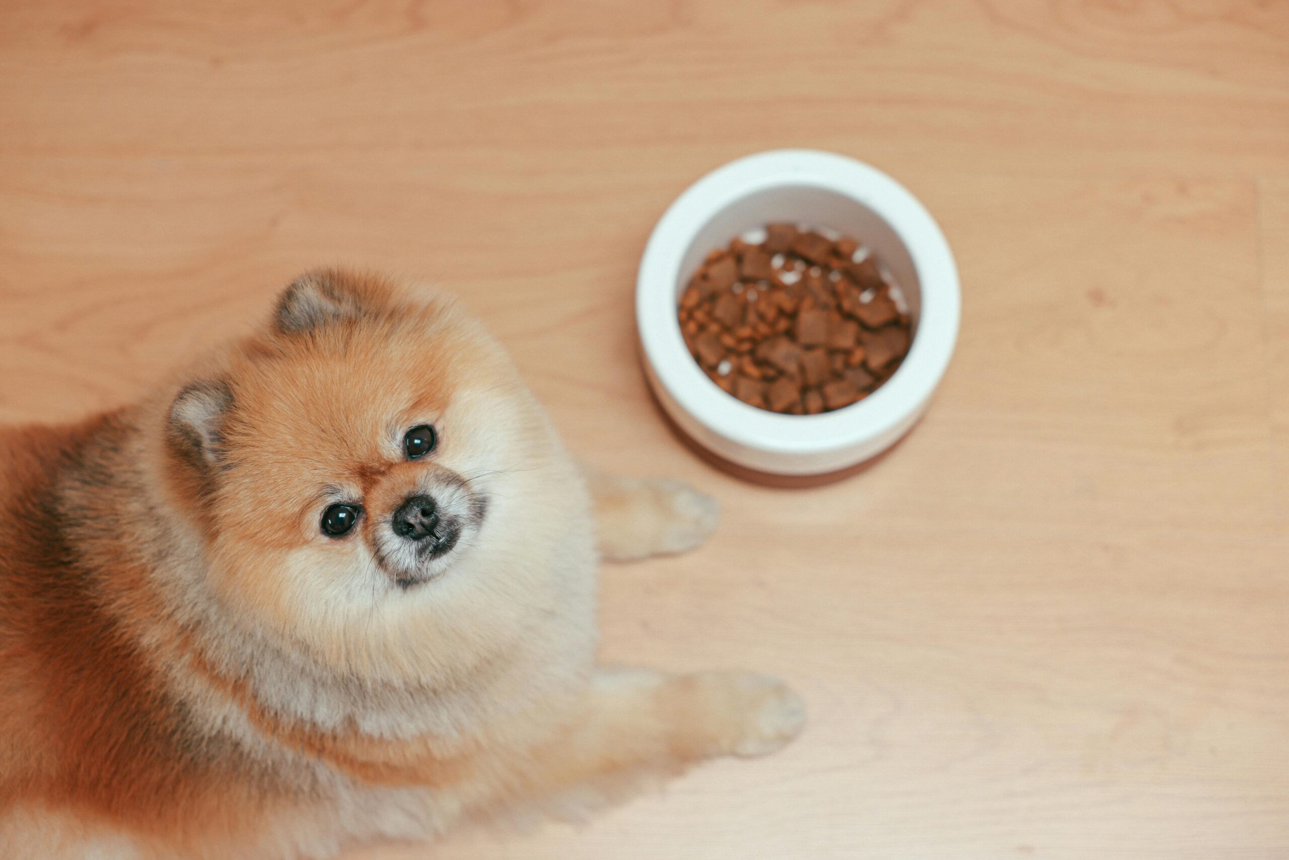 Hund frisst nicht