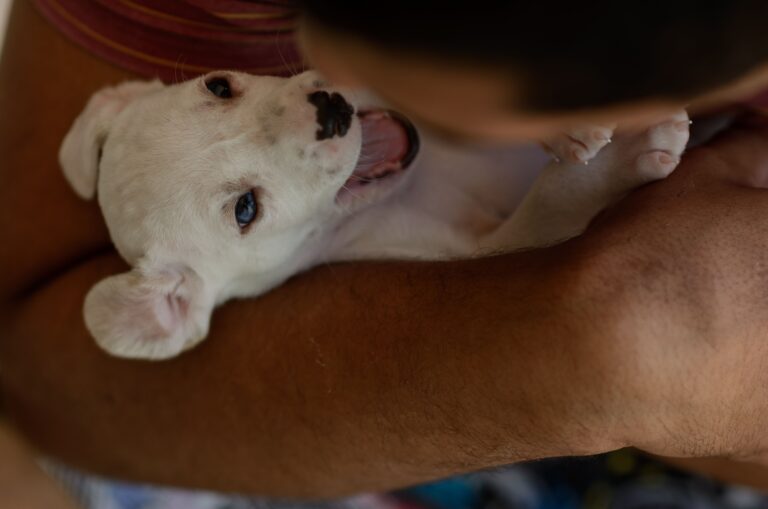 Hundewelpe im Arm eines Mannes