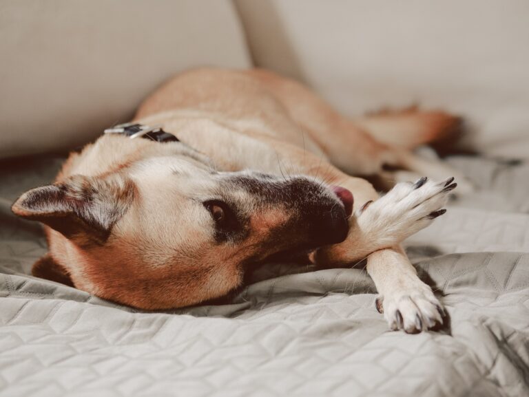 Hund liegt auf dem Sofa und leckt seine Vorderpfote